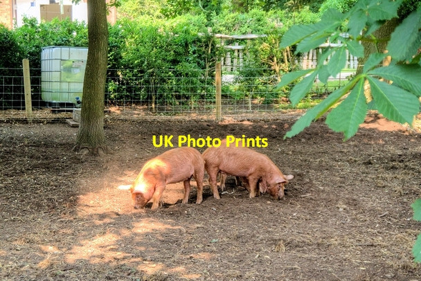 Photo 6"x4" The Pig Pen, Charlecote Park Charlecote c2013