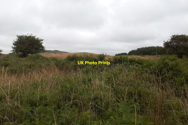 Photo 6"x4" Hawthorn and bracken Glenluce c2013