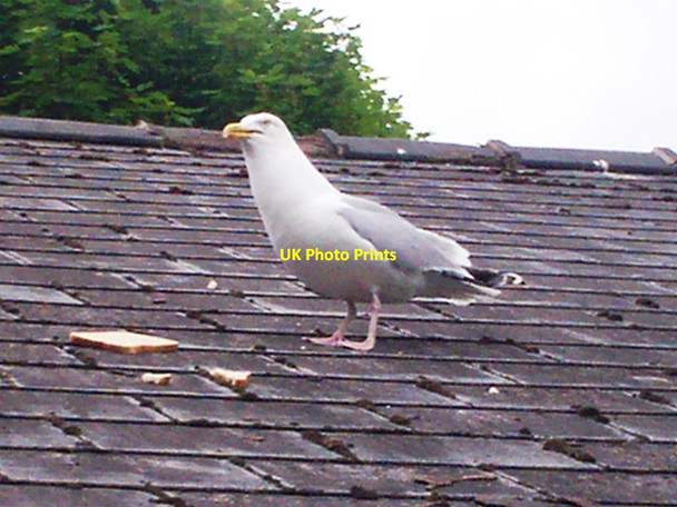 Photo 6"x4" Friendly Seagull, Llanteg Llanteg c2013