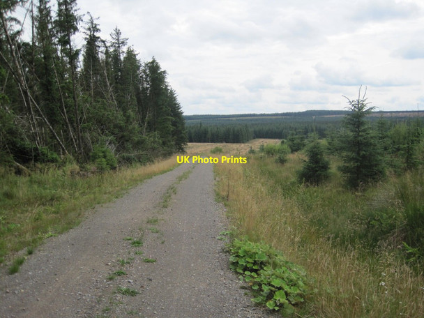 Photo 6"x4" Forest Track, Spadeadam Forest Breakshaw Hill c2013