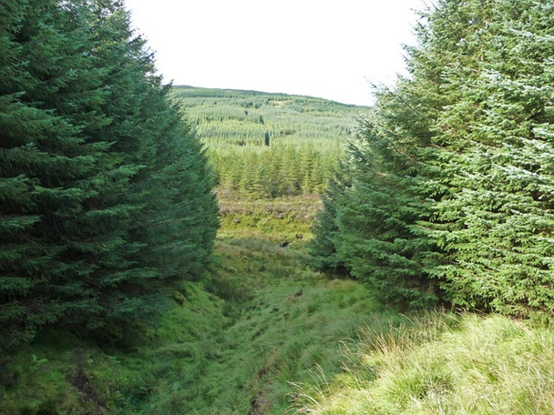 Photo 6"x4" Firebreak below Druim na Criche Mugeary c2008