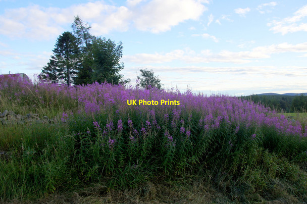 Photo 6"x4" Rosebay Willowherb (Chamerion angustifolium), Auldallan Balintore\/NO2859 c2013
