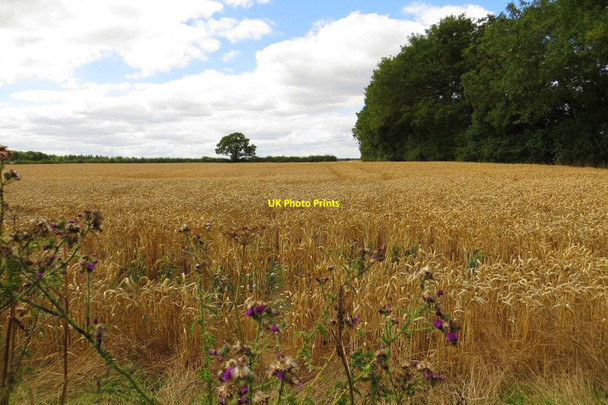 Photo 6"x4" A cornfield near Blackditch Blackditch c2013