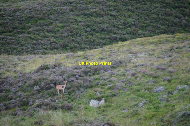 Photo 6"x4" Deer on a hillside? - near Brewlands Brewlands Bridge c2013