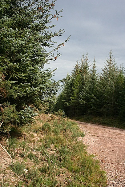 Photo 6"x4" In Monaughty Wood Alves c2008