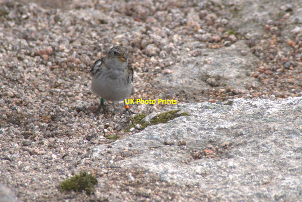 Photo 6"x4" Colour-ringed Snow Bunting (Plectrophenax nivalis) on the summit of Cairn Gorm Cairn Gorm c2013
