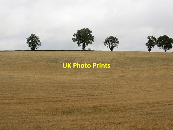 Photo 6"x4" Barley, Duntrune Burnside of Duntrune c2013