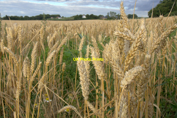 Photo 6"x4" Wheat, Lennymuir, near Edinburgh Turnhouse c2013