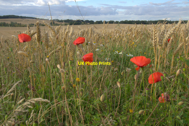 Photo 6"x4" Poppies and wheat, Lennymuir, near Edinburgh Turnhouse c2013