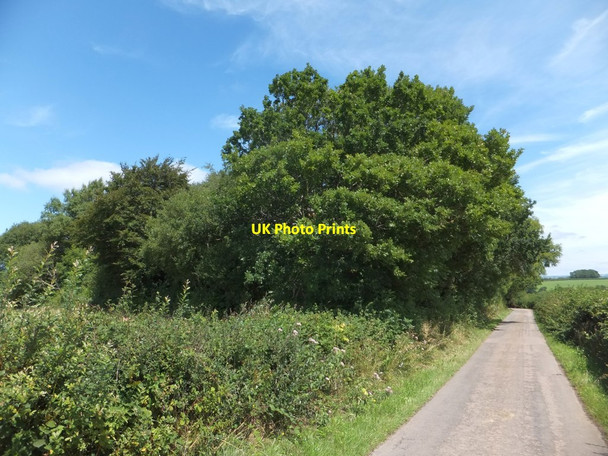 Photo 6"x4" Wood between Ashridge Moor Cross and Newton Cross Ashridge Court c2013
