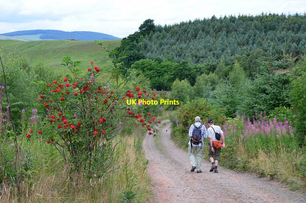 Photo 6"x4" Track from Cauldshiels Loch Faldonside c2013