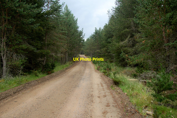Photo 6"x4" Track in Rothiemurchus Forest Coylumbridge c2013