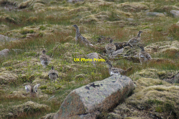 Photo 6"x4" Ptarmigan (Lagopus muta) on Cairn Gorm Cairn Gorm c2013 P1