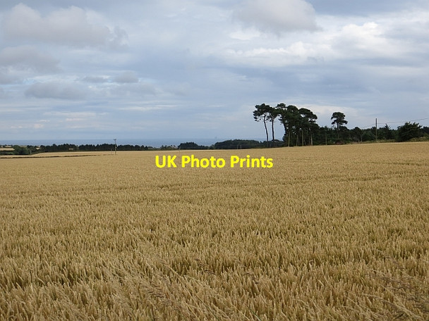 Photo 6"x4" Wheat near Redford Drummygar c2013