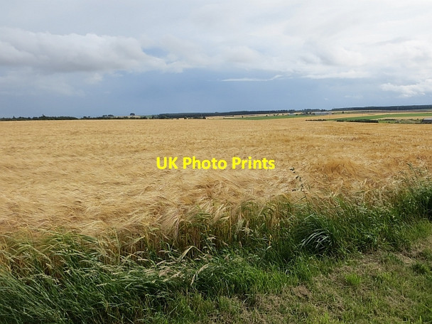 Photo 6"x4" Barley, Carmyllie Carmyllie c2013