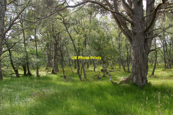 Photo 6"x4" Damp deciduous woodland near Tullochgrue, Coylumbridge Coylumbridge c2013