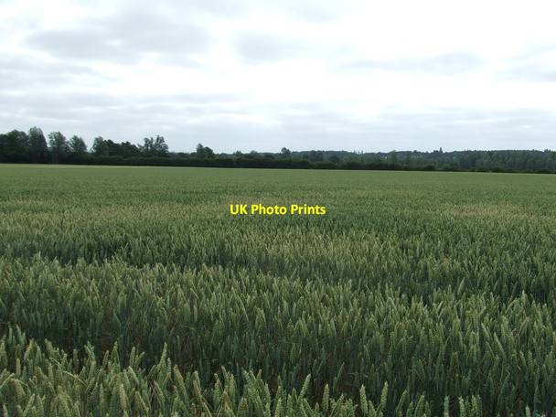 Photo 6"x4" Field Of Wheat Boxted\/TL9933 c2013