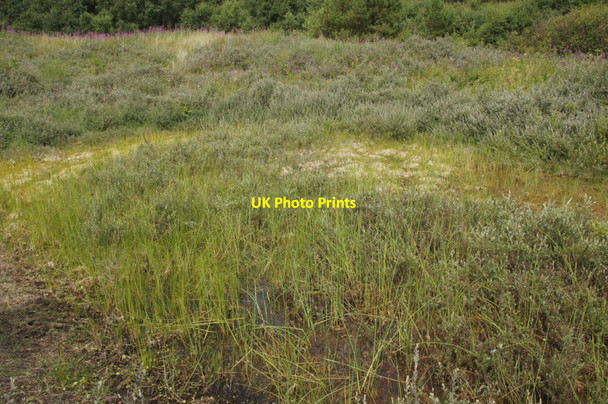 Photo 6"x4" Small pool in dune slack, Ainsdale National Nature Reserve Formby c2013