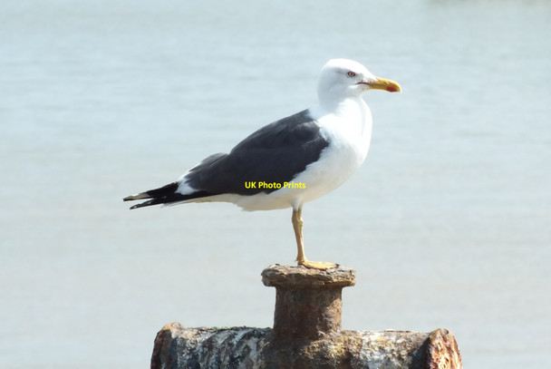Photo 6"x4" Lesser Black-backed Gull (Larus fuscus) Heybridge Basin c2013