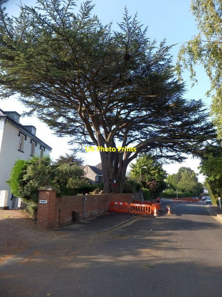 Photo 6"x4" Cedar tree in St Leonard's Road, Exeter Exeter c2013