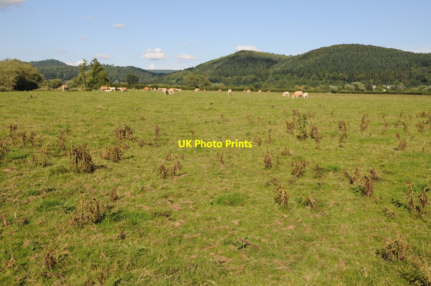 Photo 6"x4" Wooded hills above Mordiford Even Pits c2013