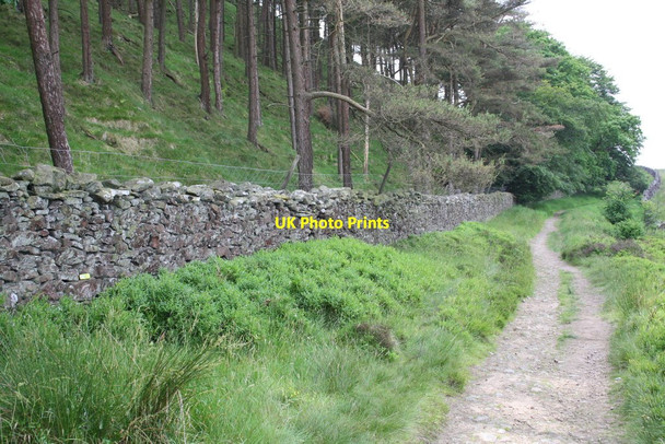 Photo 6"x4" Skipton Moor Lane beside coniferous wood Draughton\/SE0352 c2013