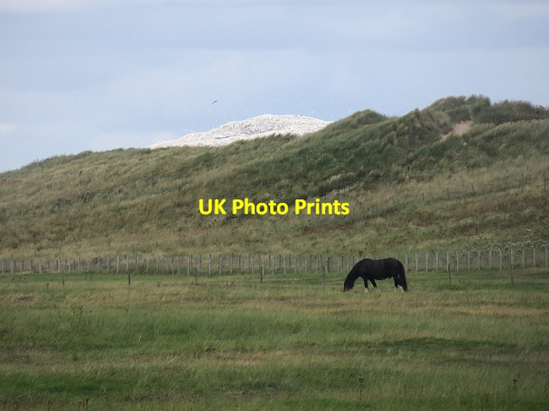 Photo 6"x4" Lochhouses links Tyninghame c2013