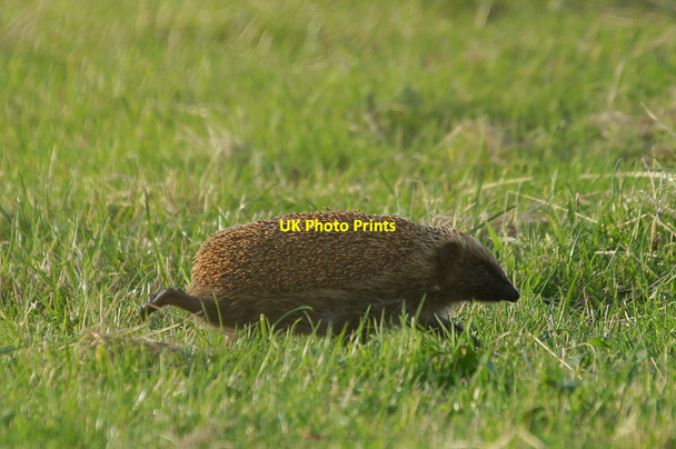Photo 6"x4" Hedgehog (Erinaceus europaeus),  Skaw Kirkaton c2013