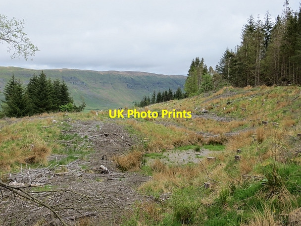 Photo 6"x4" Felled area, Lennox Forest Lennoxtown c2013