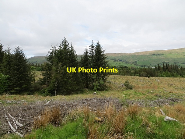 Photo 6"x4" Felled area, Lennox Forest Lennoxtown c2013