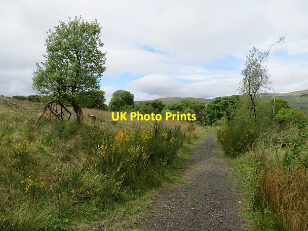 Photo 6"x4" Drum Plantation, Lennox Forest Lennoxtown c2013