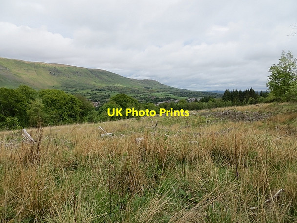 Photo 6"x4" Drum Plantation, Lennox Forest Lennoxtown c2013