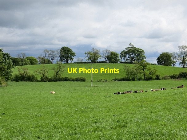 Photo 6"x4" Cattle, Muckcroft Lennoxtown c2013