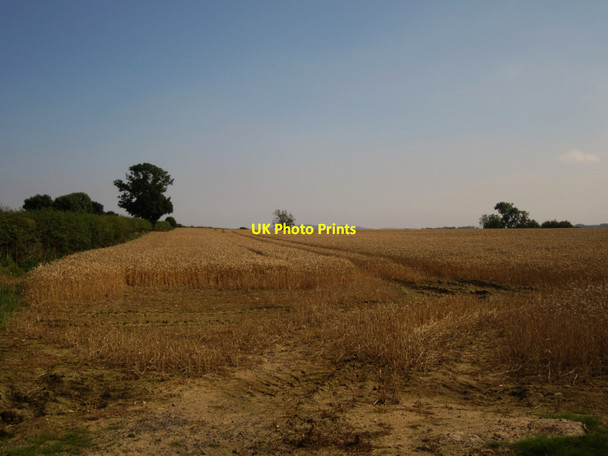 Photo 6"x4" Wheat field south of Whistle Bare Bowsden c2013