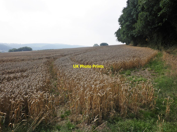 Photo 6"x4" Field of wheat, Higher Whitefield Farm Clatworthy\/ST0530 c2013