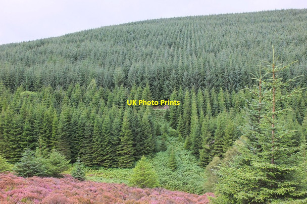 Photo 6"x4" Forested hillside on Hunt Law Glenrath c2013