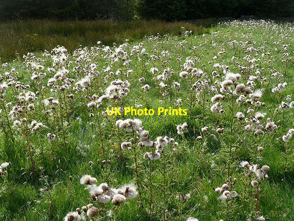 Photo 6"x4" A field of thistles at Yarrow Yarrow\/NT3527 c2013