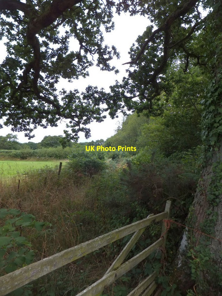 Photo 6"x4" Overgrown track near Bude Moor Broadwoodkelly c2013