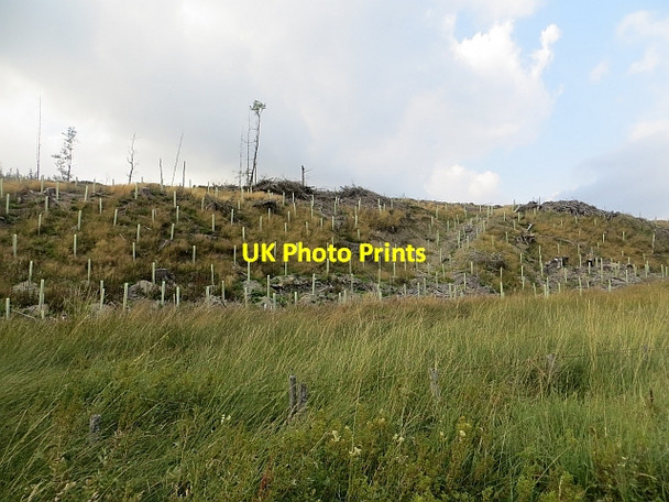 Photo 6"x4" Replanted woodland Glenbreck c2013
