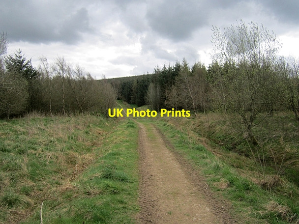 Photo 6"x4" Ladhope Moor Buckholm c2013