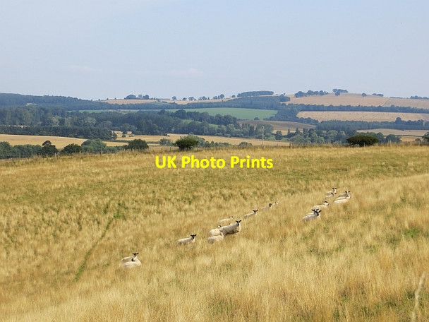 Photo 6"x4" Sheep, Crailing Crailing c2013