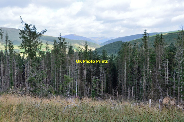 Photo 6"x4" Plantations on Quarter Hill, Talla Menzion c2013