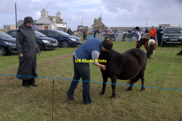 Photo 6"x4" Judging ponies at the Unst Show 2013 Bothen c2013