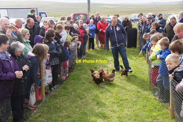 Photo 6"x4" The chicken race at the Unst Show 2013 Bothen c2013