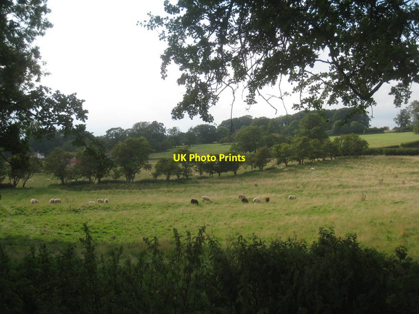 Photo 6"x4" Sheep near Middlebridge Farm Warter c2013