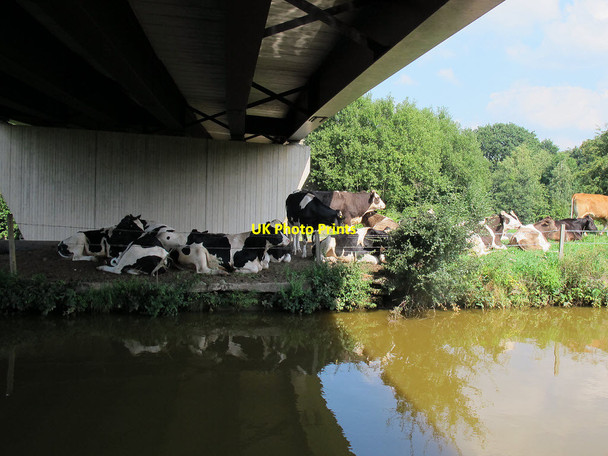 Photo 6"x4" Sheltering from the heat Sandbach c2013