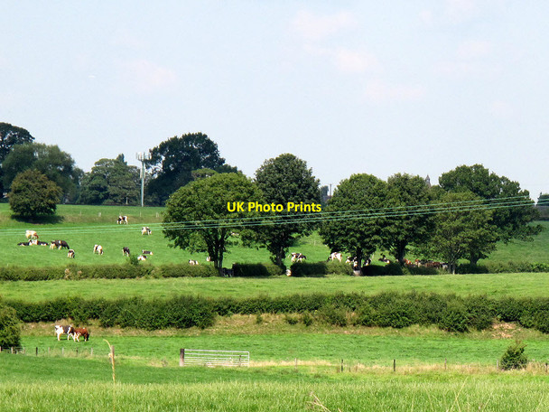 Photo 6"x4" Cows near Malkins Bank Sandbach c2013