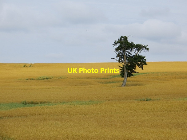 Photo 6"x4" Field of oats Crailinghall c2013