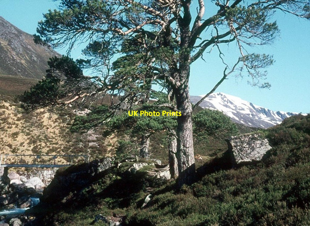Photo 6"x4" Scots pines at Luibeg Bridge Luibeg Burn c1977