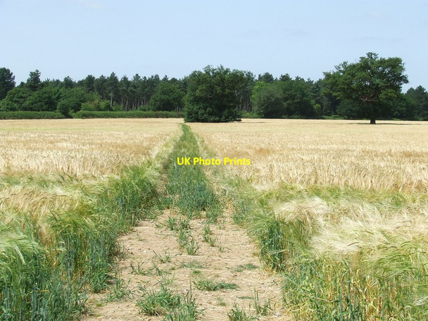 Photo 6"x4" Through The Barley Bell's Corner c2013